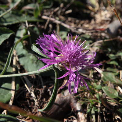 Fiore sul sentiero per San Gualberto
