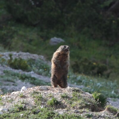 Marmotta