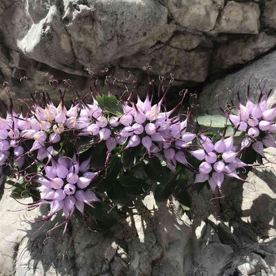 Fiori tra le rocce